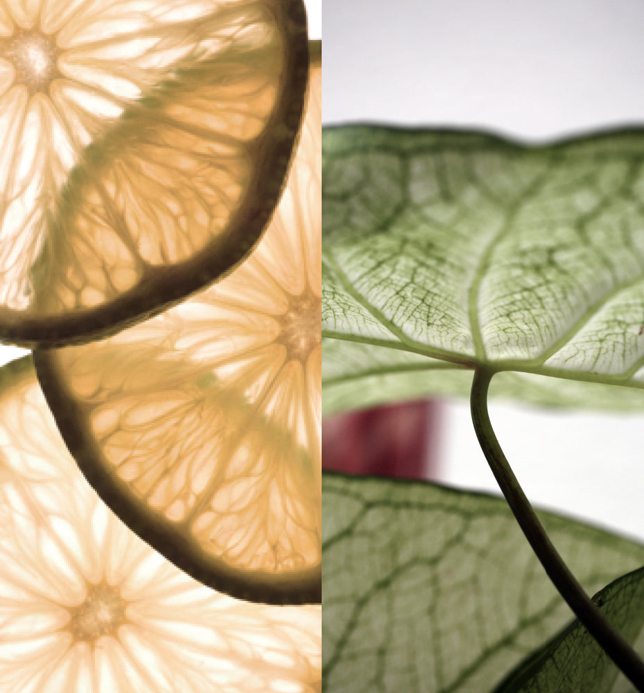 
                  
                    ディフューザー詰替用 ベルガモット&パチュリ
                  
                